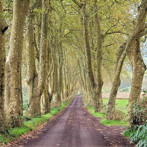 Meet your Posher, Carol